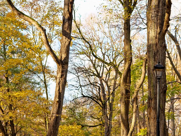Wald